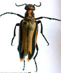 Pyrota dispar Germain