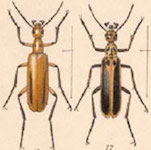  Pyrota divirgata