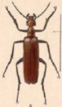  Pyrota hirticollis