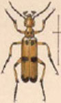  Pyrota mylabrina