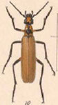  Pyrota nobilis