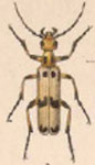  Pyrota punctata