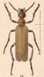  Pyrota quadrinervata