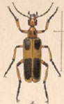  Pyrota rugulipennis