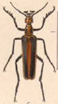  Pyrota tenuicostatis