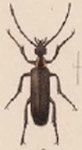  Rhyphonemognata tenebrosa