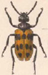  Tetraonyx (Tetraonyx) batesi