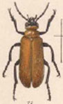  Tetraonyx (Tetraonyx) frontalis