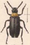  Tetraonyx (Tetraonyx) sallei