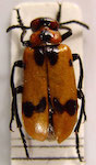 Tetraonyx septemguttata Curtis, 1844:202