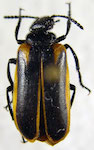 Tetraonyx sp. A