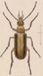  Zonitis (Parazonitis) tarasca tarasca