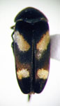  Mordella argentipunctata