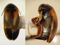 Mordellaria sp. 1