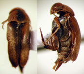 Mordellaria sp. 3