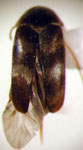 Mordellaria sp. 6