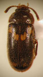  Mycetophagus sp. 1