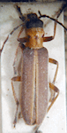  Copidita trinotatithorax