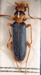  Oxacis sp. 1