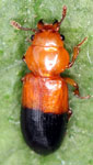 Serrotibia sp. A