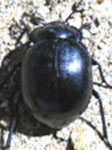  Gyriosomus foveopunctatus laevis