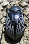  Gyriosomus angustus