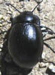  Gyriosomus coriaceus