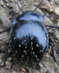  Gyriosomus freyi