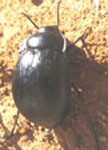  Gyriosomus laevigatus