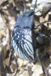  Gyriosomus planicollis