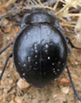  Gyriosomus pumilus