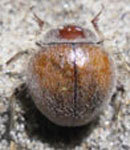  Physogaster penai