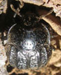  Praocis (Orthogonoderus) dentipes