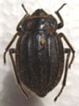  Psectrascelis costipennis