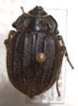  Psectrascelis impressicollis