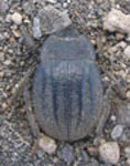  Psectrascelis strigosula