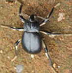  Psectrascelis sp.A