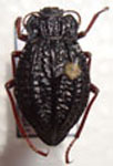  Callyntra carbonaria