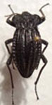  Callyntra laticollis