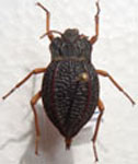  Callyntra macrocosta