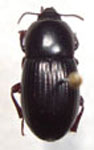  Oligocara cantillana