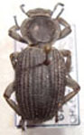  Scotobius planicosta