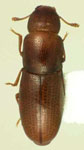  Aglenus brunneus