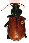  Calosoma rufipennis  