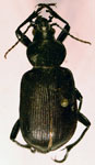  Calosoma (Castrida) vagans