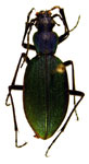  Ceroglossus buqueti andestus