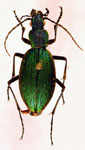  Ceroglossus buqueti argentinensis