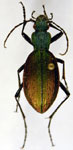  Ceroglossus buqueti lepidus