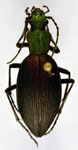  Ceroglossus buqueti subnitens