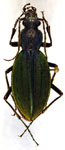  Ceroglossus buqueti sybarita